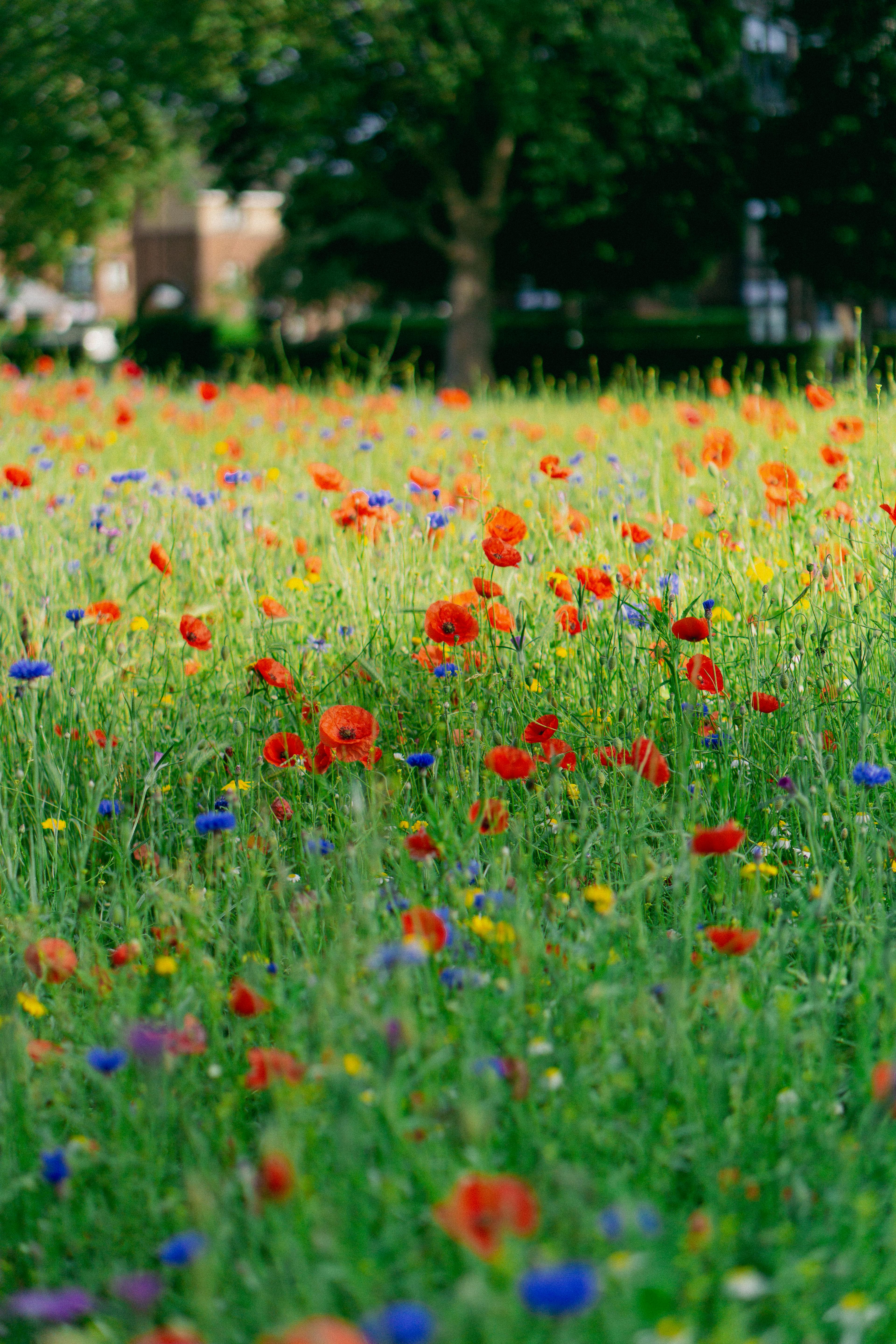 A field of wildflowers; vibrant spots of red poppies, yellow, lilac, and purple flowers pepper a green field.