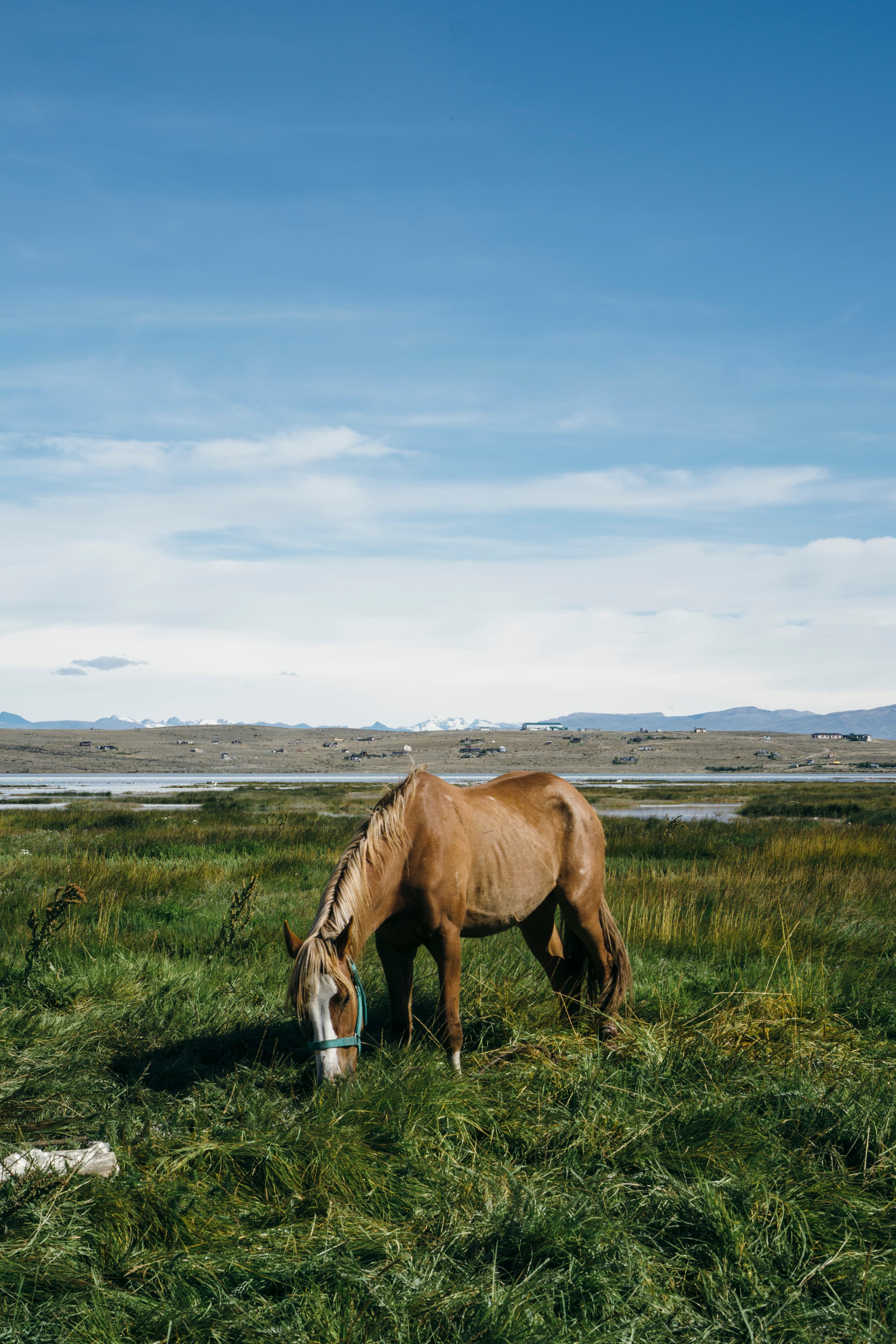 A brown horse eating grass on a sunny day. In the distant background, an earthy hill is peppered with small buildings, just beyond a shallow body of water.