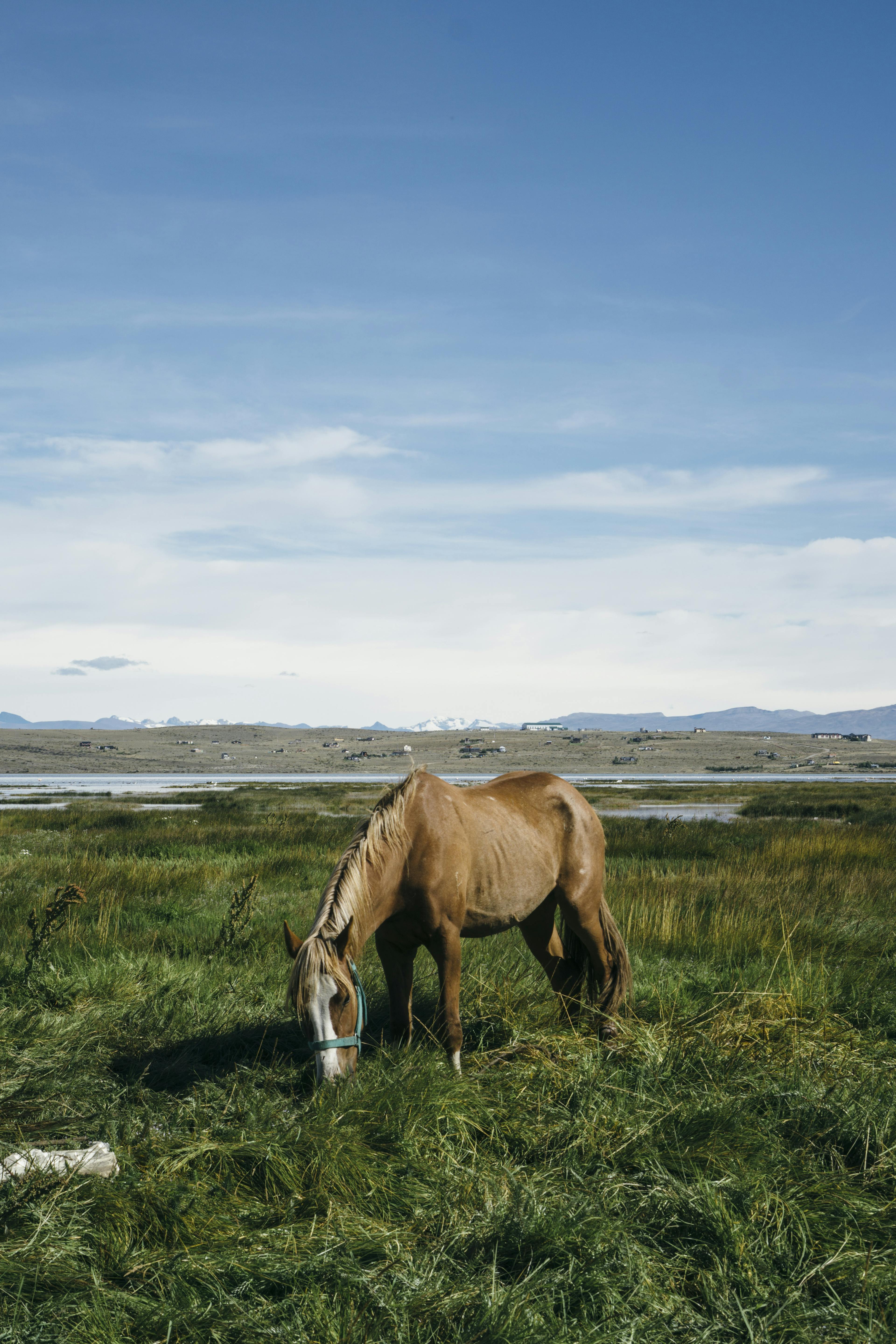A brown horse eating grass on a sunny day. In the distant background, an earthy hill is peppered with small buildings, just beyond a shallow body of water.