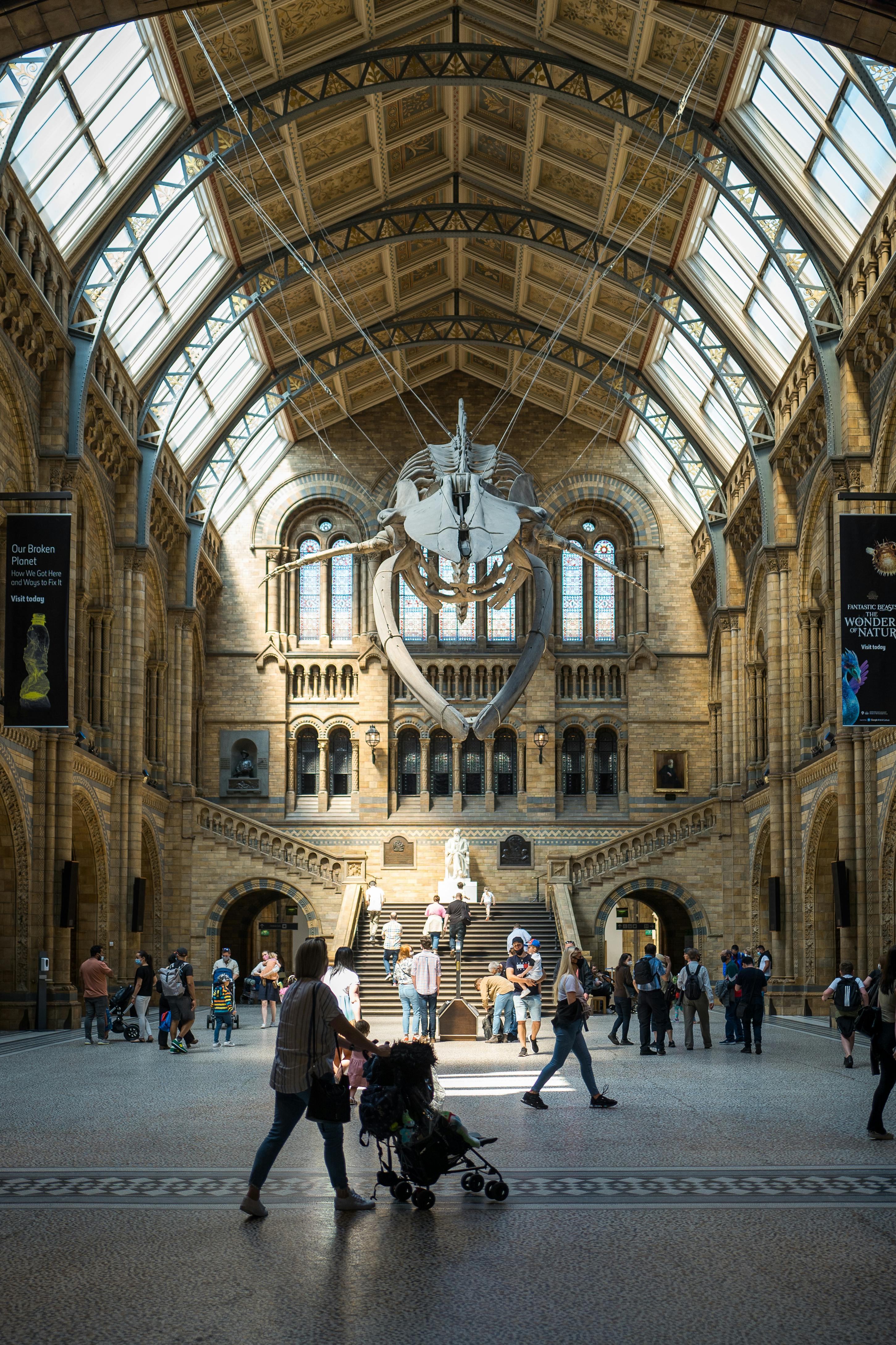 The interior of London’s Natural History Museum’s atrium. Light cascades in through windows in the ceiling; a blue whale’s skeleton is in the center of the frame, with dozens of people walking around the atrium and looking at the exhibits.